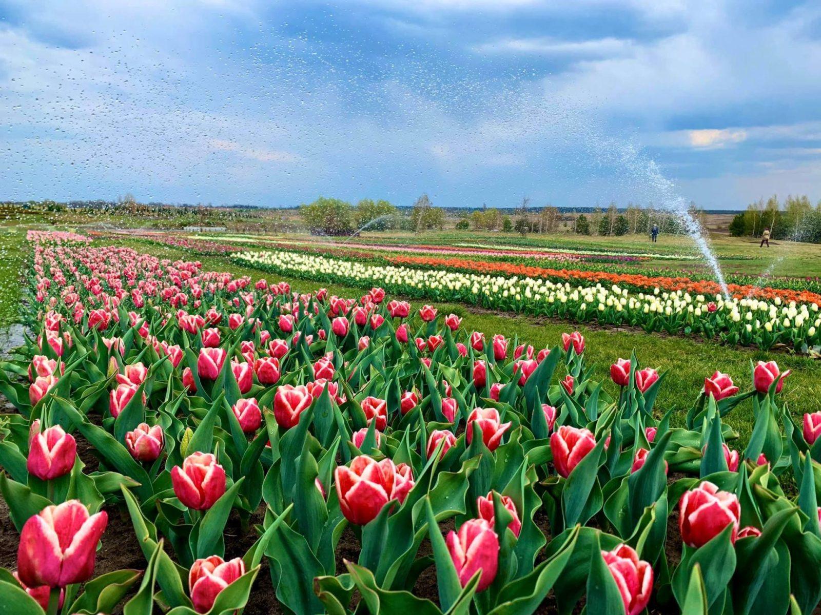 Дендропарк Добропарк