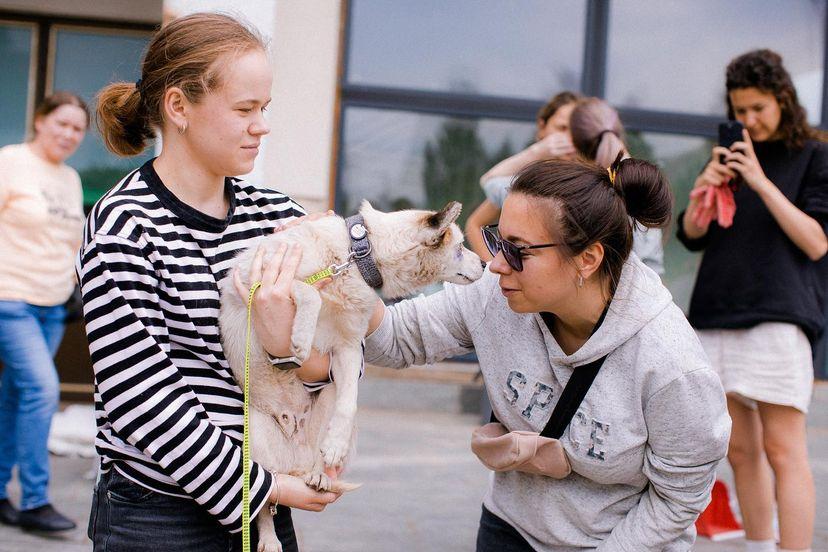 собака, тварини