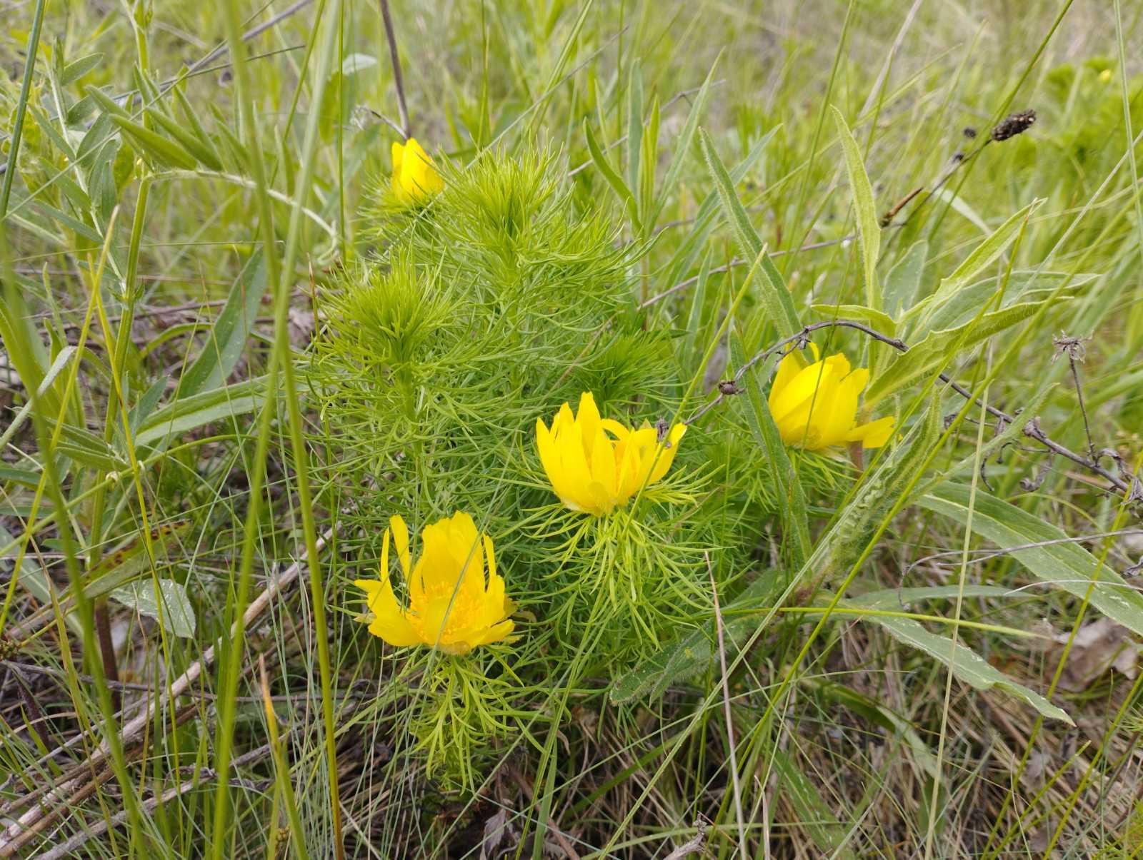 нові пам'ятки природи на київщині