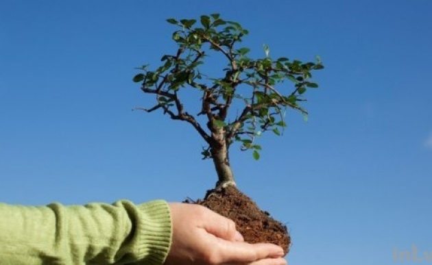 В Киеве пройдет акция «Посади дерево мира»