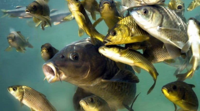 На территории Гидропарка в Днепр выпустили 2,5 т рыбы