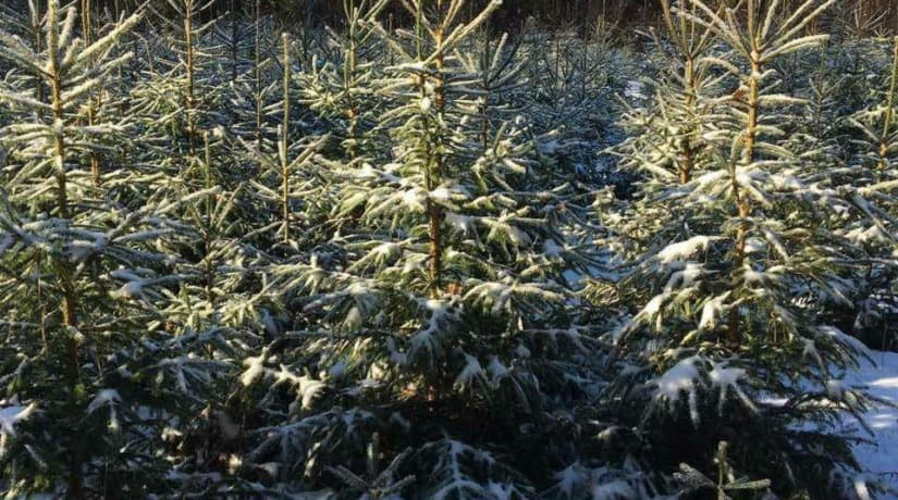 Святошинское лесопарковое хозяйство начинает реализацию новогодних елок