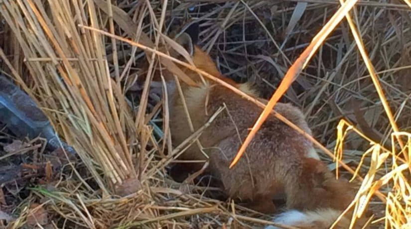 Спасатели освободили лисенка из браконьерской ловушки