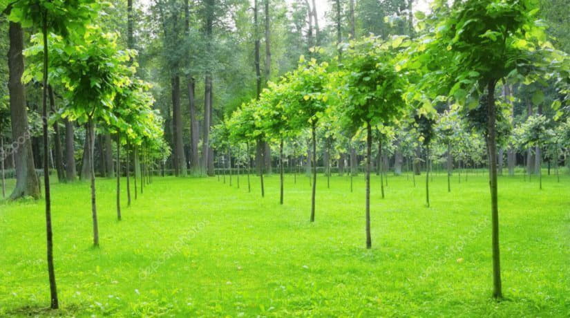 В Деснянском районе вместо уничтоженных сосен высадят новые деревья