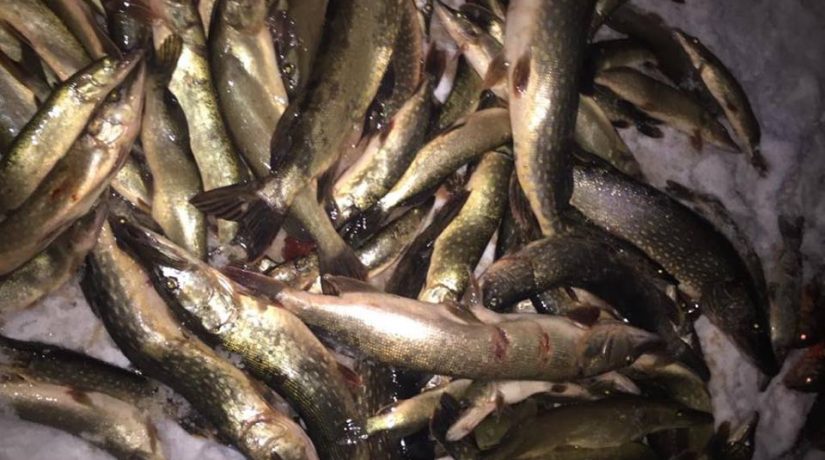 В Киевской области задержали браконьеров с 300 кг рыбы