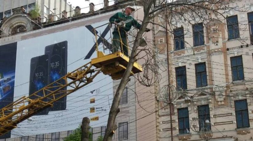 Киеврада установила мораторий на обрезку всех деревьев, кроме аварийных
