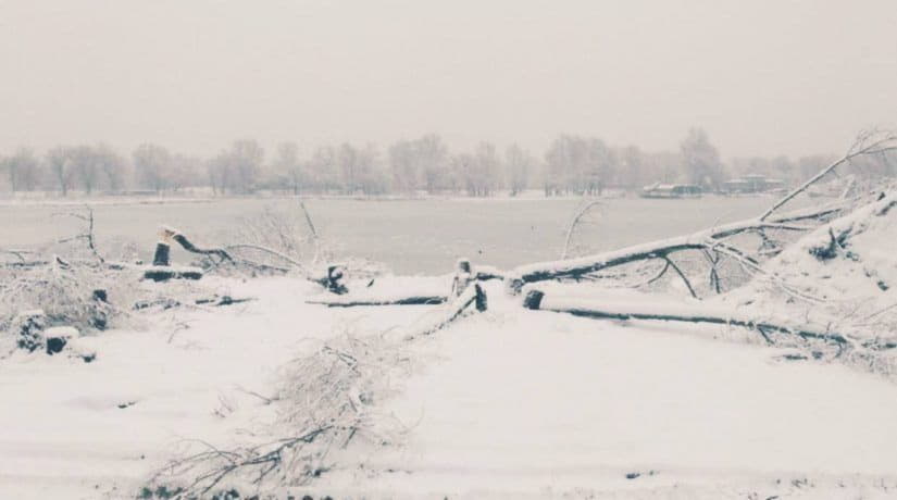 В зоне отдыха «Галера» неизвестные срубили пять деревьев