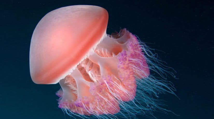 На Крещатике открылся музей медуз