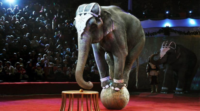 Кабмин поддержал запрет на использование животных в цирках