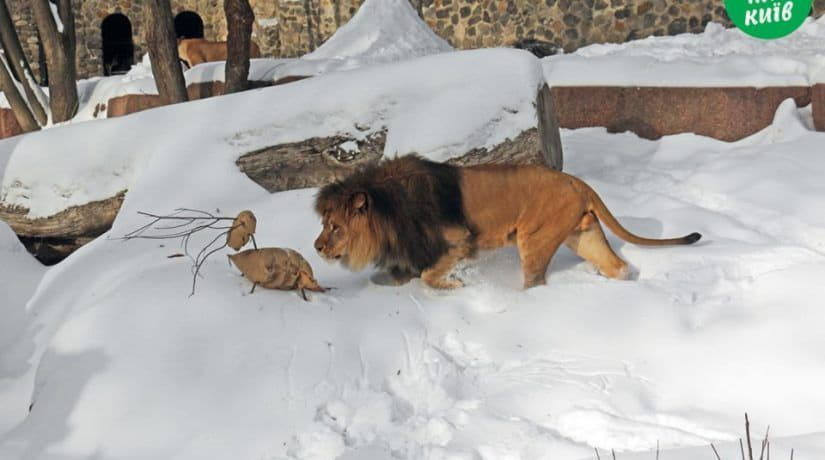Киевский зоопарк устроит снежное сафари для львов
