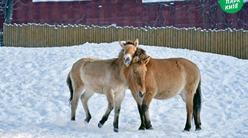 Киевский зоопарк показал животных в День объятий