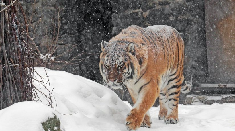 Киевский зоопарк показал, как звери переносят снегопад