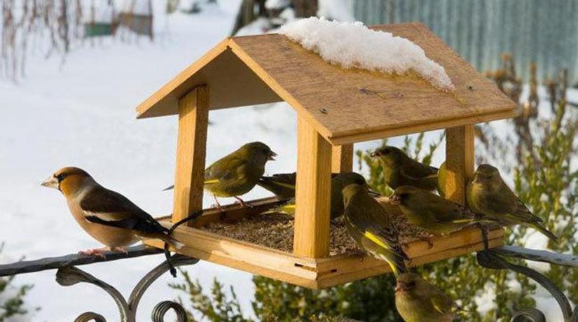 В Буче установили рекордное количество кормушек для птиц