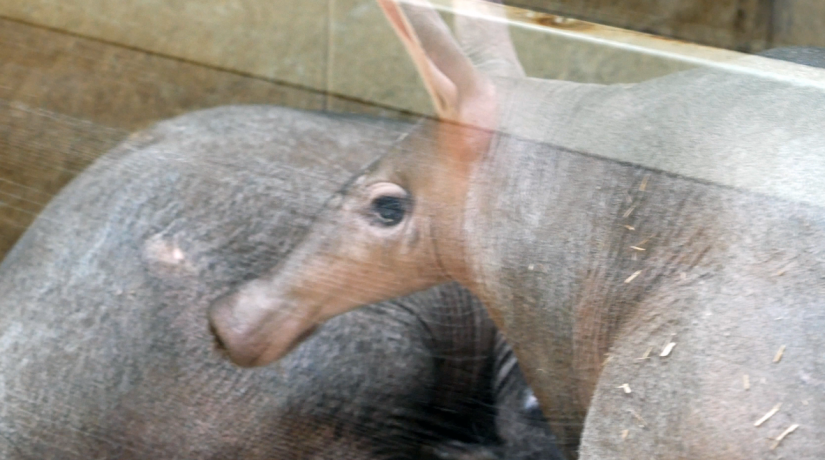 Усі 300 тварин приречені на загибель. Зоопарк на Київщині благає про допомогу