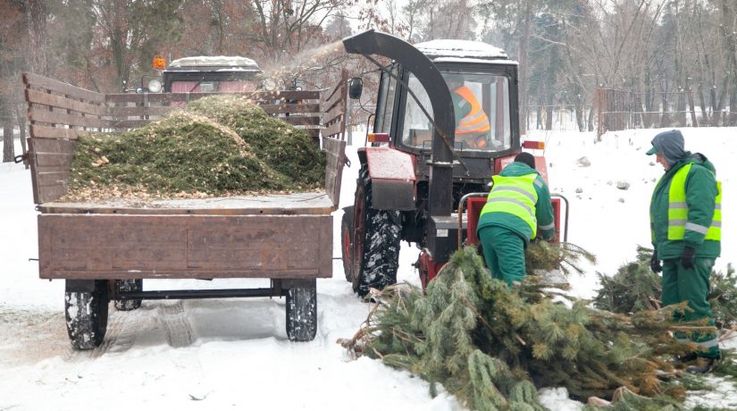 Киевляне сдали на переработку около четырех тысяч новогодних елок