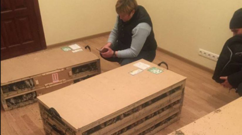 В Борисполе задержана партия щеглов, часть птиц уже погибла