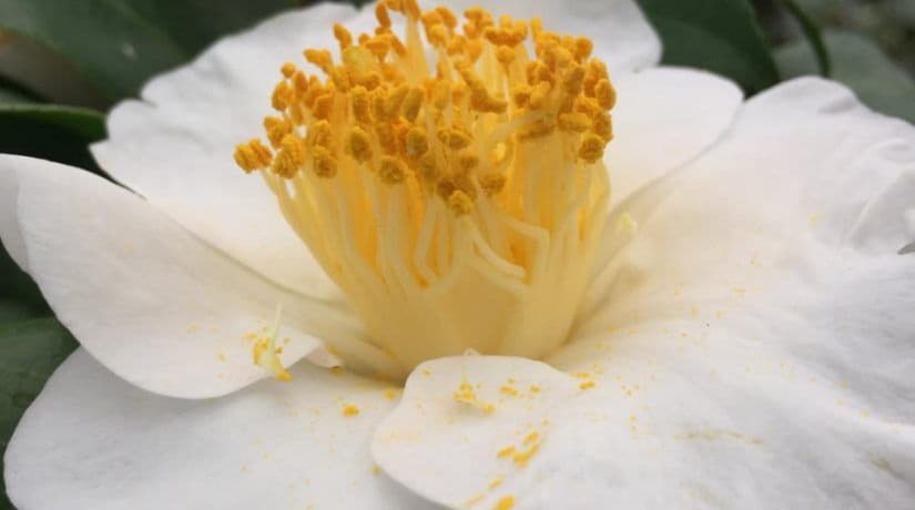 В Ботсаду имени Гришко начался сезон массового цветения азалий и камелий