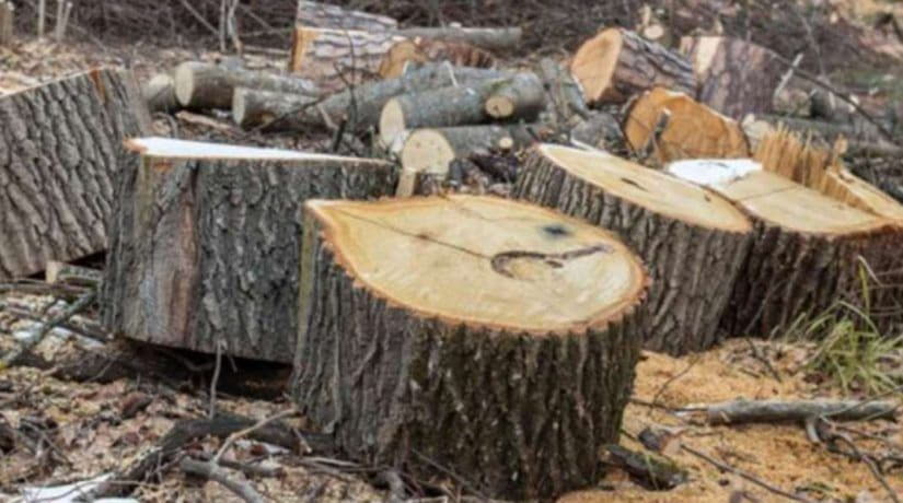 В лесополосе Белоцерковского района неизвестные срубили более 60 дубов
