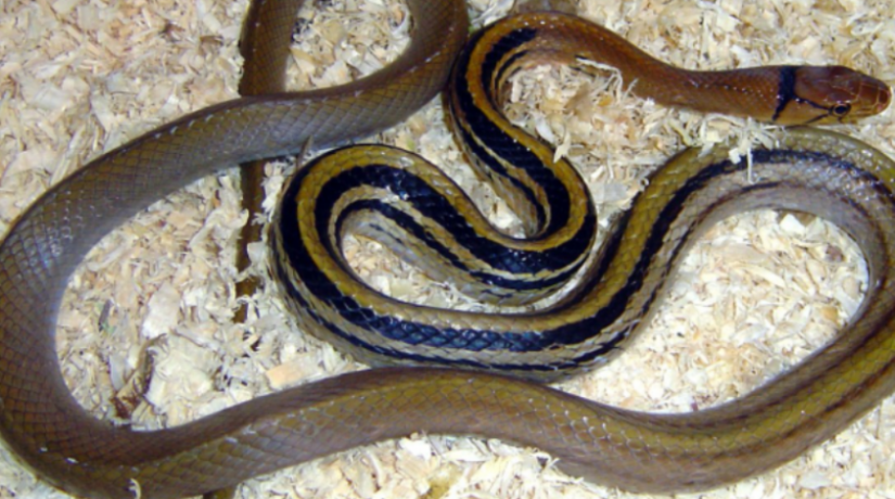 Жильцы одной из столичных квартир обнаружили у себя дома змею