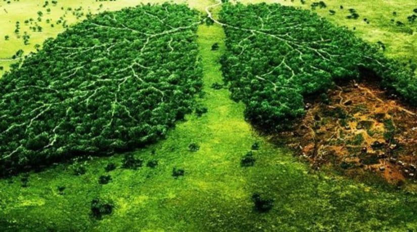 Теряем корни. Кто в Киеве вырубает деревья