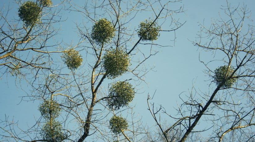 В Шевченковском районе началась очистка деревьев от омелы