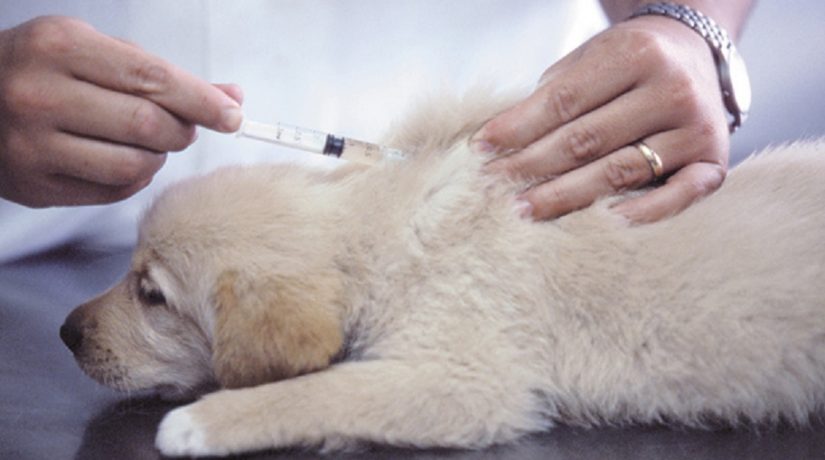 В Шевченковском районе проведут вакцинацию животных против бешенства