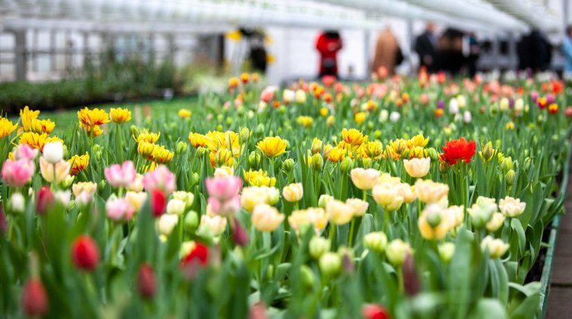 В Киеве в этом году высадят восемь миллионов цветов и семь тысяч деревьев