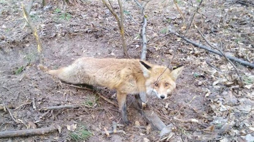 В Бортническом лесничестве зоозащитники спасли лису из браконьерской ловушки