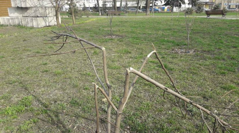 В сквере Трудовой Славы вандалы поломали молодые деревья и выкопали тюльпаны