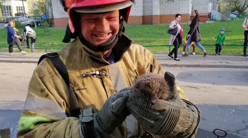 При тушении здания на улице Котельникова пожарные спасли ежика