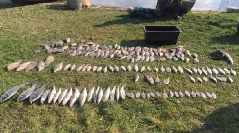 За два дня у браконьеров изъято более 100 кг рыбы