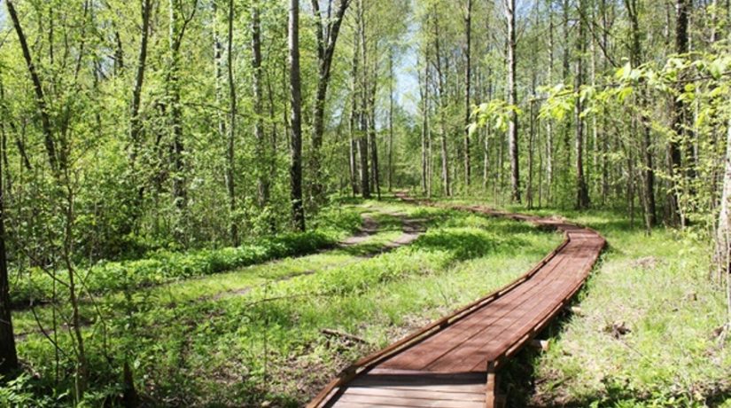 В Голосеевском парке появится первая интерактивная экотропа