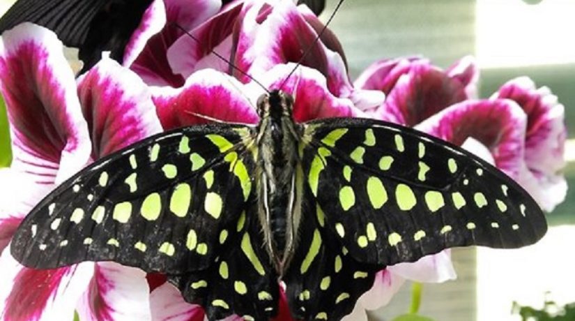 В Ботсаду имени Гришко открылась выставка живых тропических бабочек