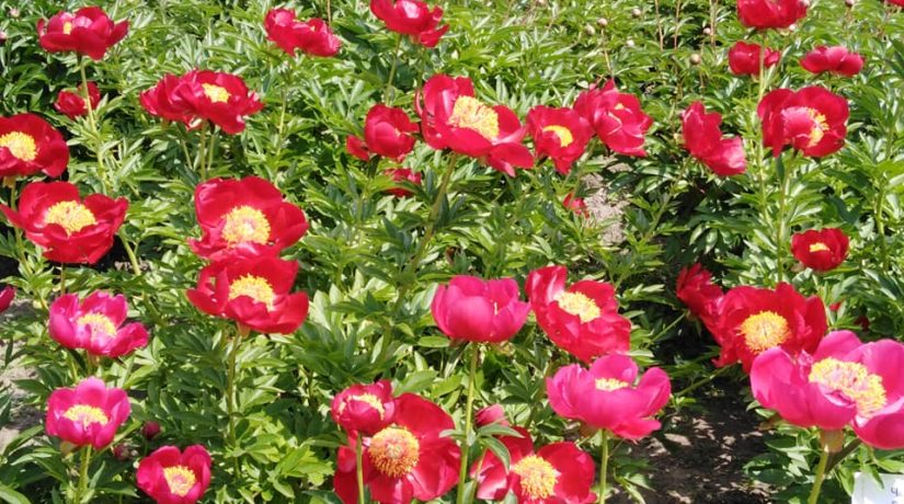 В Ботсаду Гришко можно полюбоваться цветением пионов и тюльпанового дерева