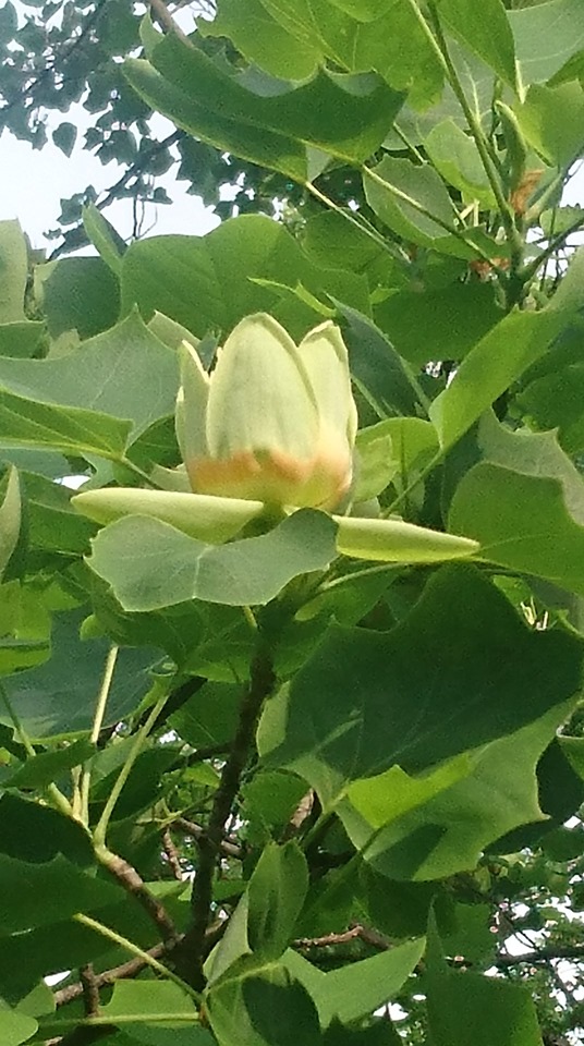 тюльпановое дерево, ботсад
