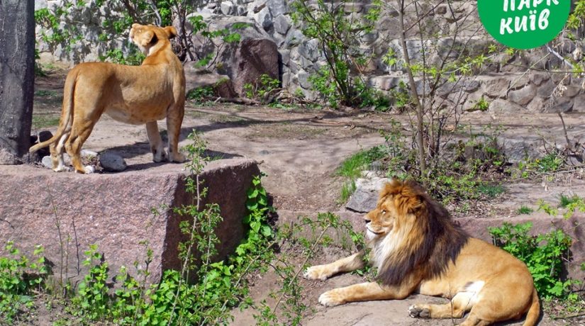 Киевский зоопарк показал, как животные радуются солнышку