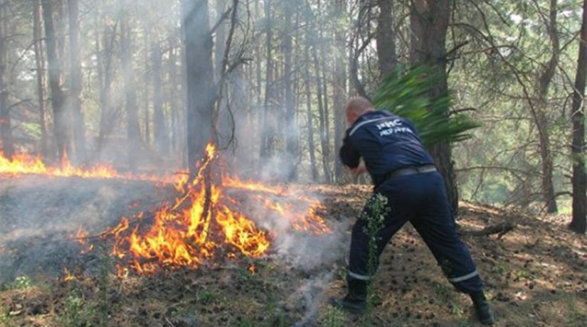 На пожароопасный период в лесах Киева обеспечено круглосуточное дежурство