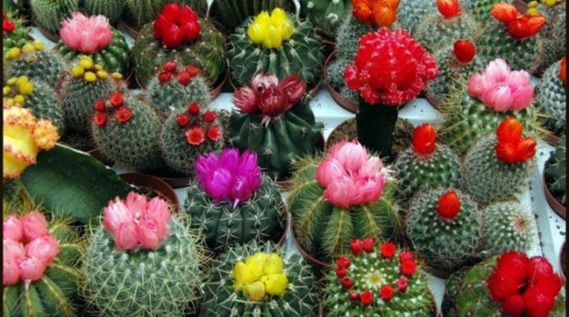 Дом природы приглашает на выставку кактусов и экзотических растений