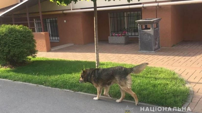 На Київщині собака знайшов вбивцю пенсіонерки по шапці
