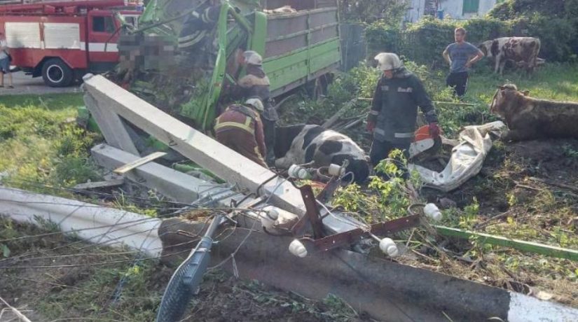 В Василькове грузовик, перевозивший коров, врезался в столб – двое погибших
