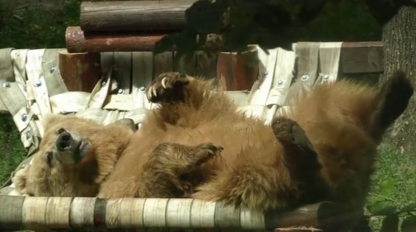 В Киевском зоопарке у медведей появился гамак