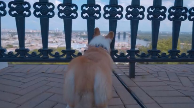 Туристам показали главные достопримечательности Киева глазами собаки