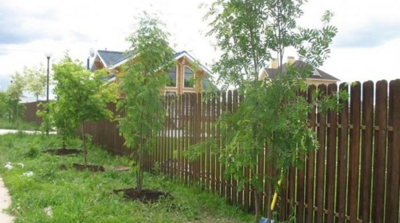 В Украине запретили высаживать деревья вплотную к соседнему участку