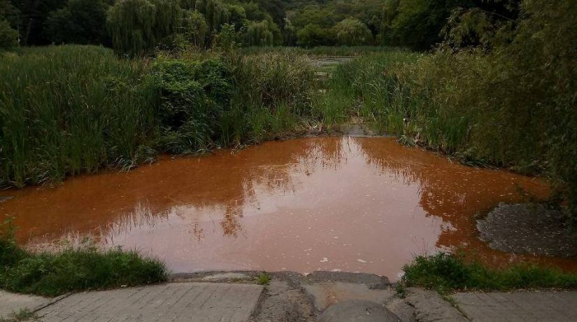 Водоемы Голосеевского парка стали оранжевого цвета из-за неизвестного вещества