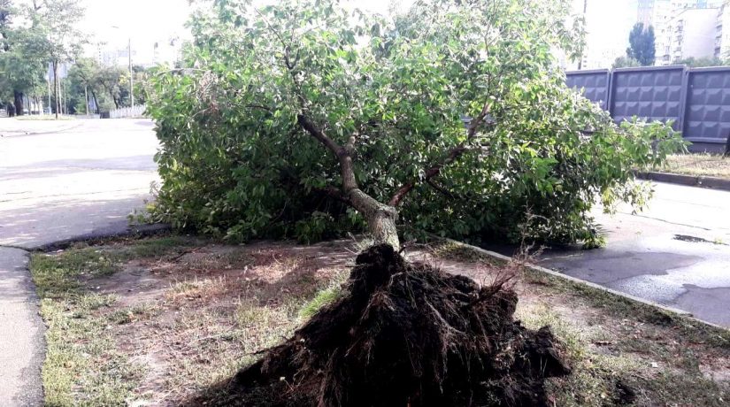 Больше всего деревьев ураган повредил в Днепровском и Дарницком районах