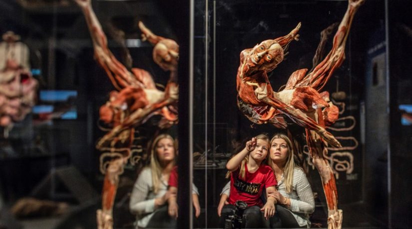 В Экспоцентре покажут шокирующую выставку человеческих тел