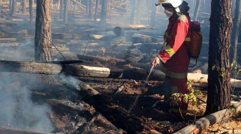 В зоне ЧАЭС горит лес: подозреваемый в поджоге задержан