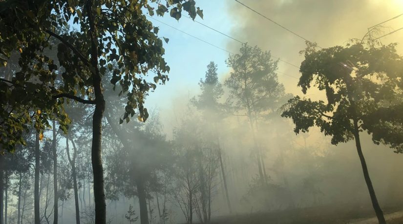 На улице Киото произошел пожар в лесопарковой зоне