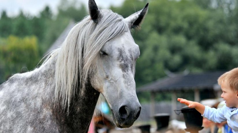 Парк «Киевская Русь» приглашает на шоу-выставку «Мир лошадей»
