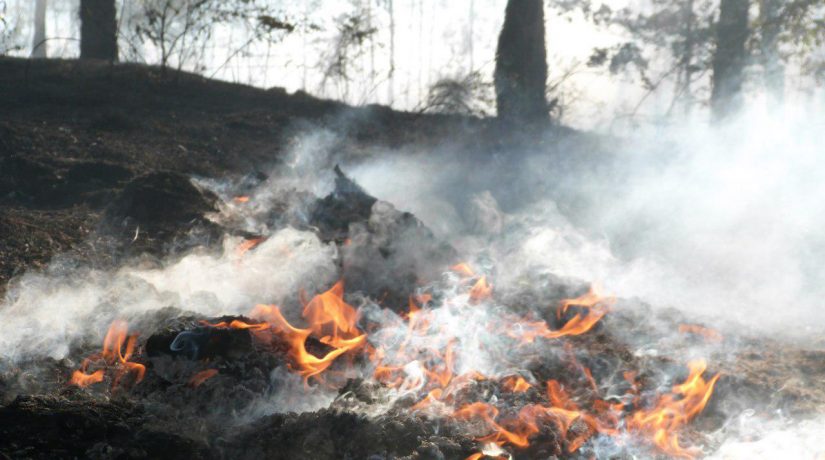 За сутки спасатели ликвидировали 13 возгораний травы, деревьев и мусора в Киеве